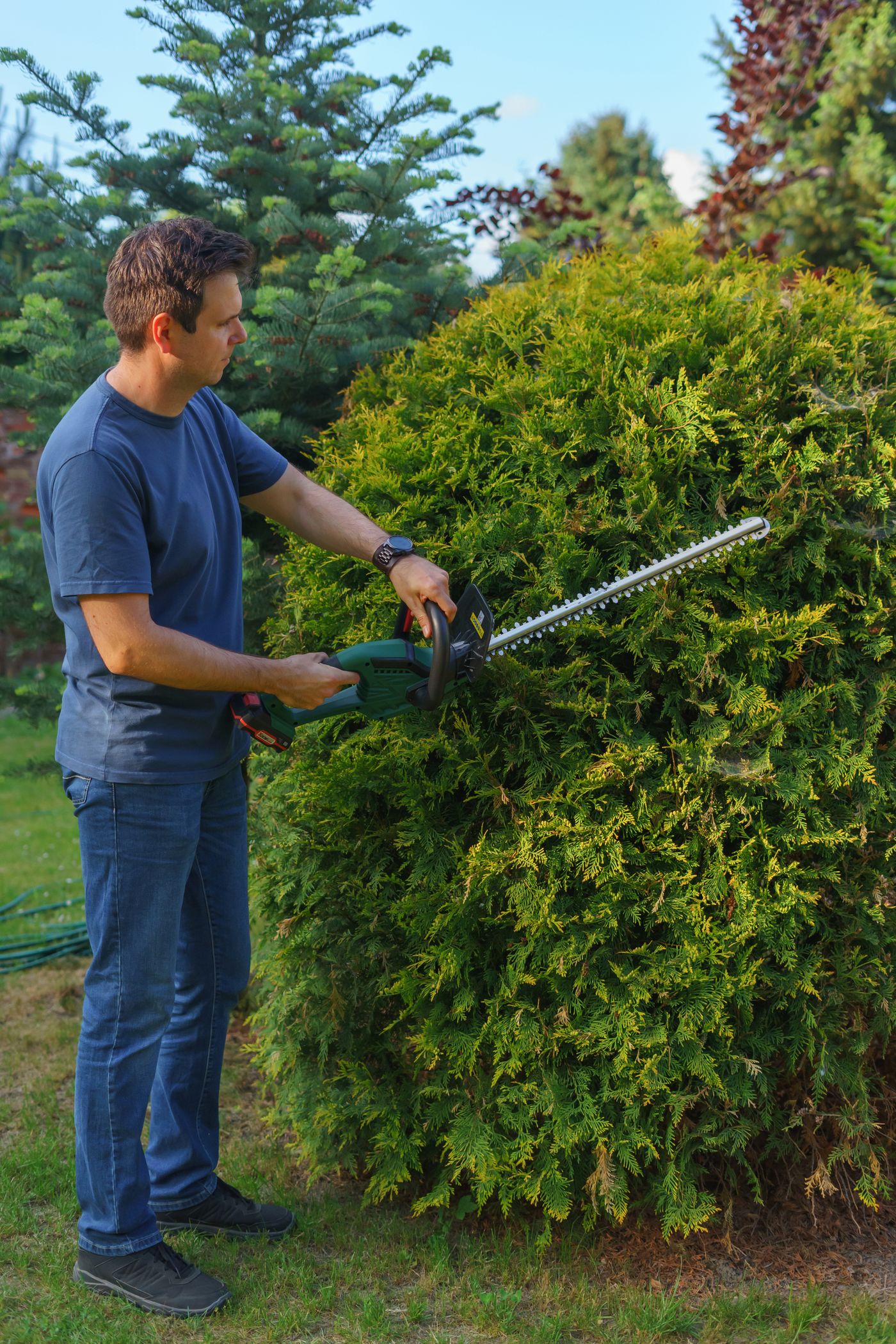 Trees, Shrubs & Property Cleanup