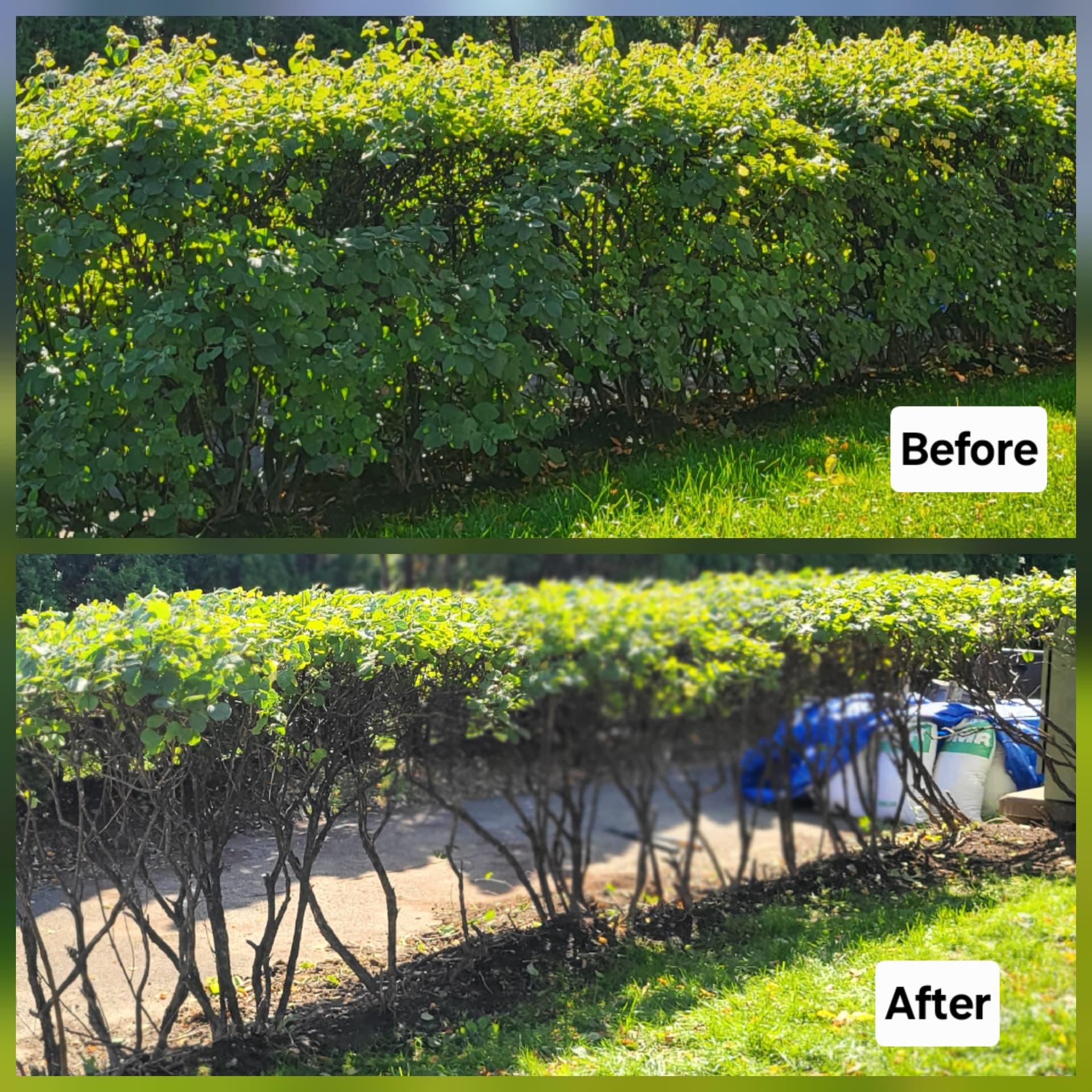 Hedge reduced and shaped for a clean, even top