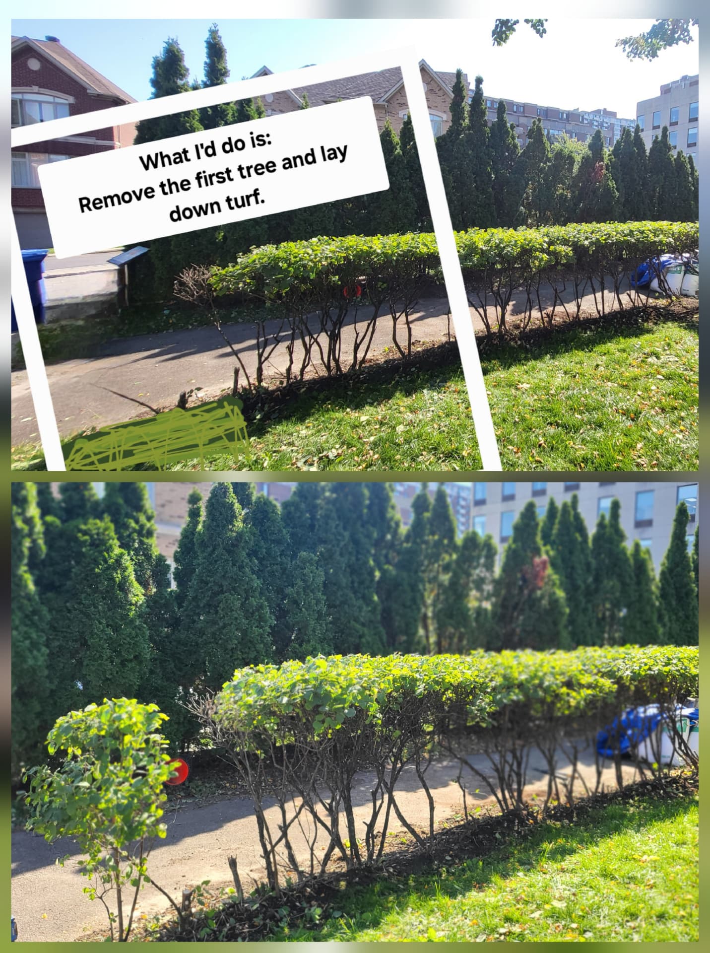 Hedge trimmed and edged along the walkway