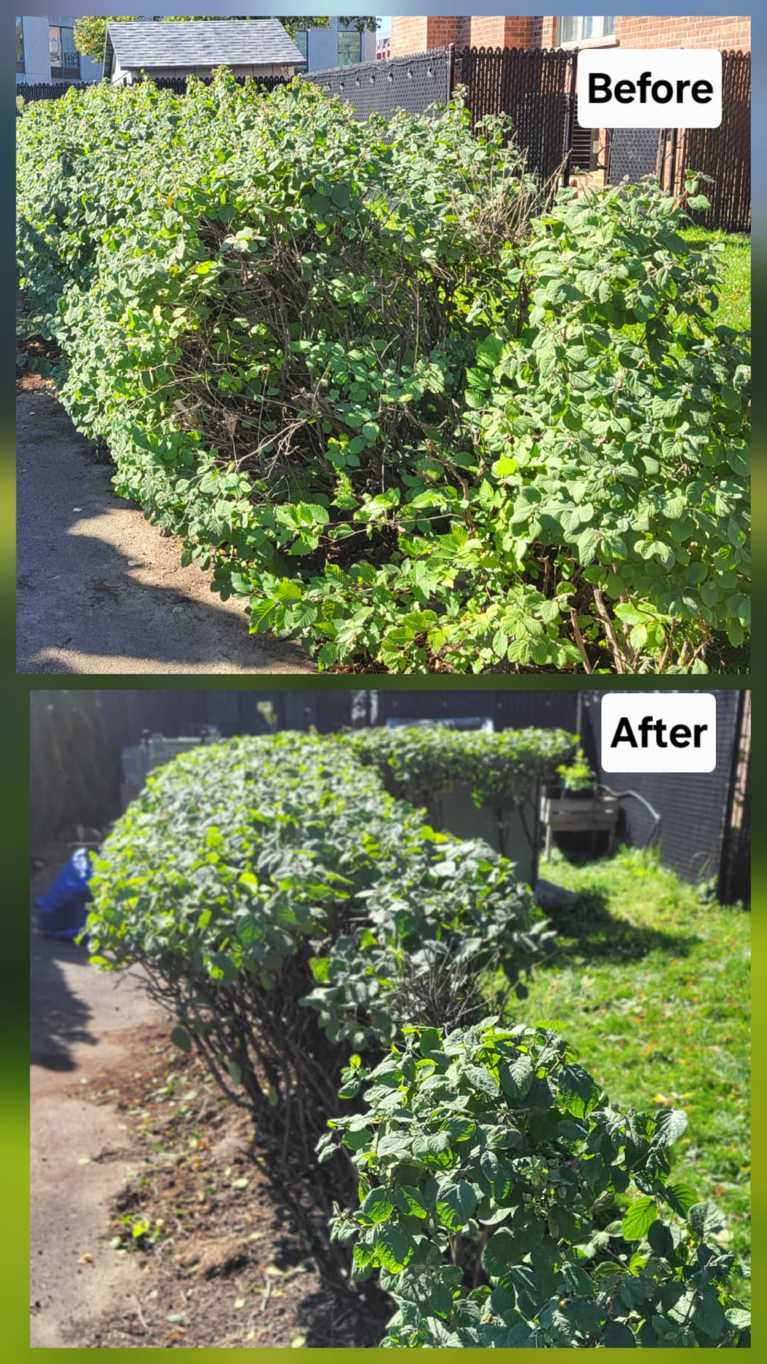 Dead wood removed and shrub row rebuilt into shape