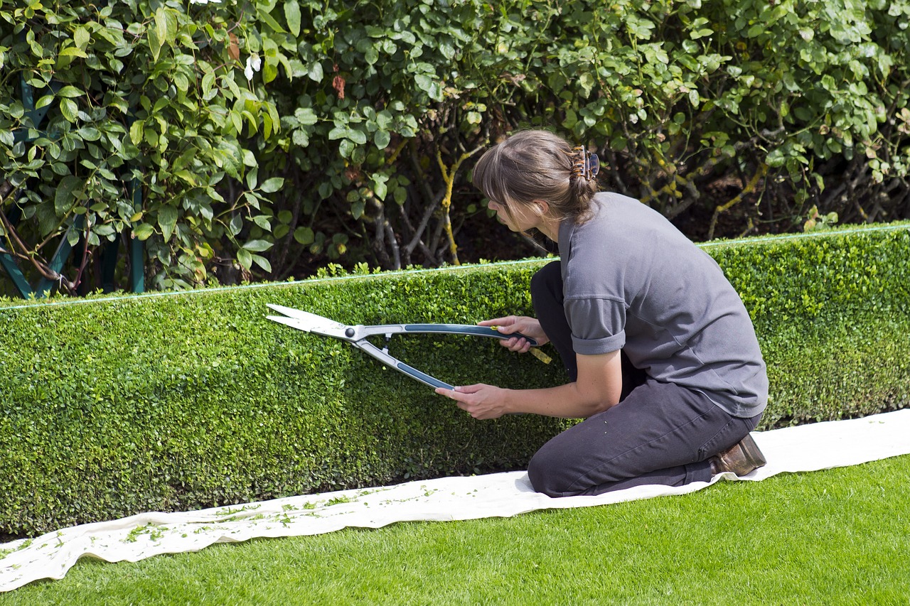 box hedge topiary, shears, gardener-869073.jpg