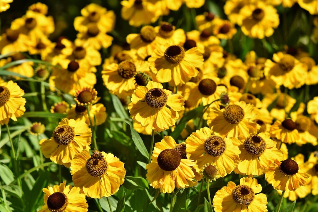 flowers, coneflowers, garden-3517443.jpg