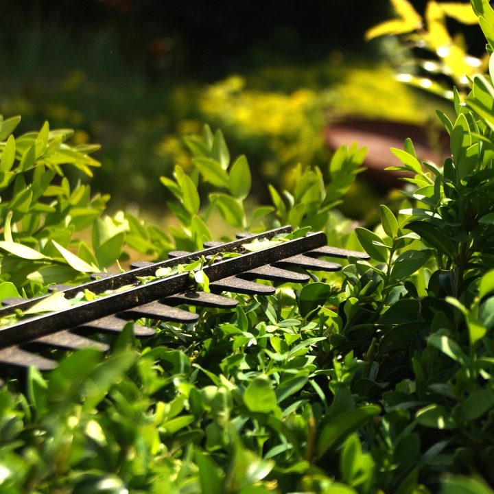 hedge-to-cut-formschintt-3393849 hedge, to cut, formschintt-3393849.jpg